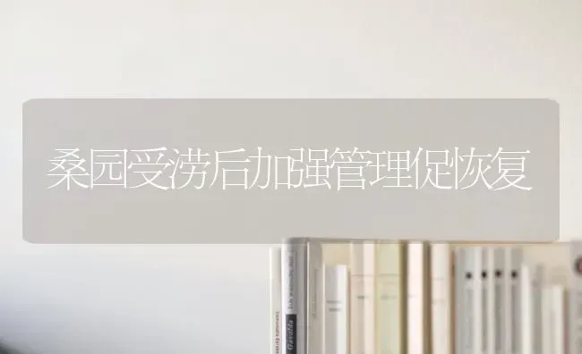 桑园受涝后加强管理促恢复 | 养殖知识