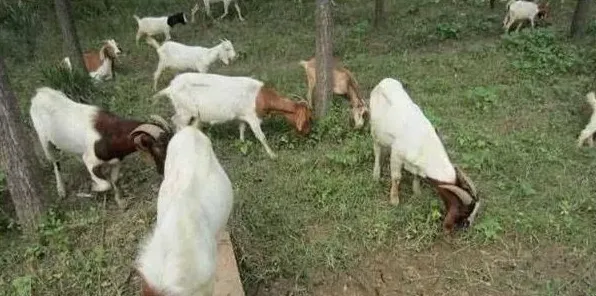 这三种饲料一定不要生喂羊！养羊户注意了！ | 三农知识