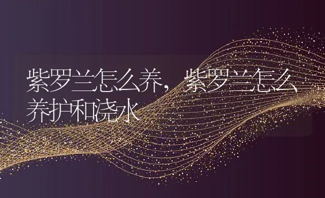 紫罗兰怎么养,紫罗兰怎么养护和浇水 | 养殖科普