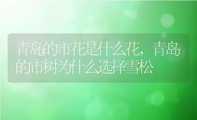 青岛的市花是什么花,青岛的市树为什么选择雪松 | 养殖学堂