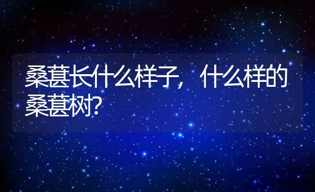 桑葚长什么样子,什么样的桑葚树？ | 养殖科普