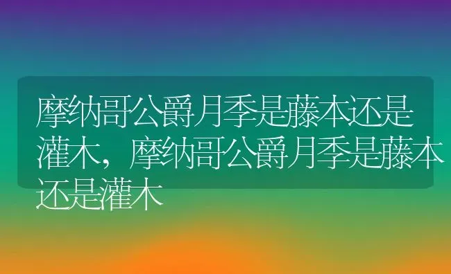 摩纳哥公爵月季是藤本还是灌木,摩纳哥公爵月季是藤本还是灌木 | 养殖学堂