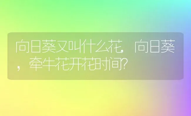 向日葵又叫什么花,向日葵，牵牛花开花时间？ | 养殖科普