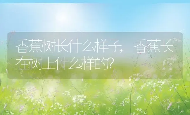 香蕉树长什么样子,香蕉长在树上什么样的？ | 养殖科普