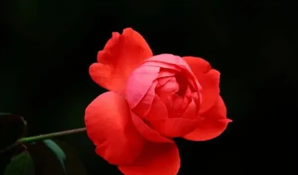 地栽月季僵苗了怎么办 | 生活妙招