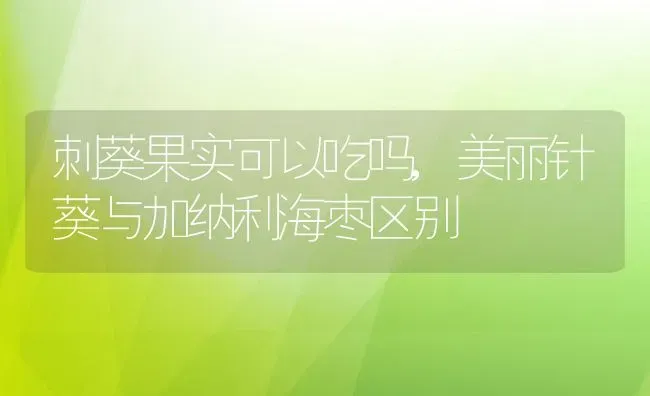 刺葵果实可以吃吗,美丽针葵与加纳利海枣区别 | 养殖科普