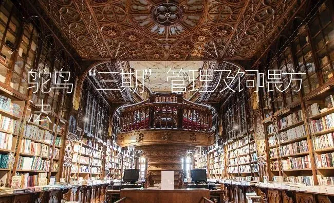鸵鸟“三期”管理及饲喂方法 | 养殖技术大全