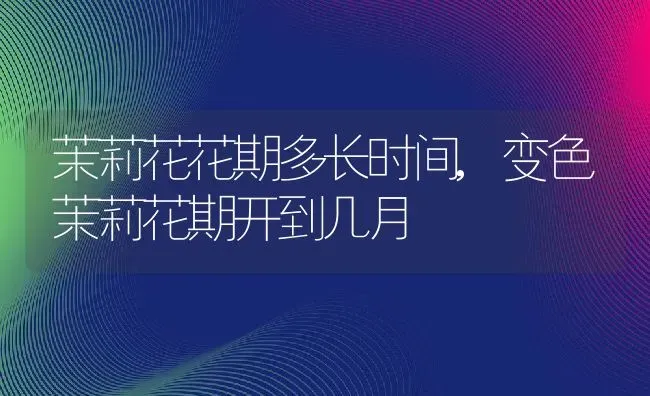 茉莉花花期多长时间,变色茉莉花期开到几月 | 养殖学堂
