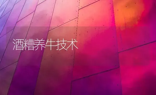 酒糟养牛技术 | 养殖技术大全