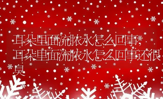 耳朵里面流脓水怎么回事,耳朵里面流脓水怎么回事还很臭 | 养殖科普