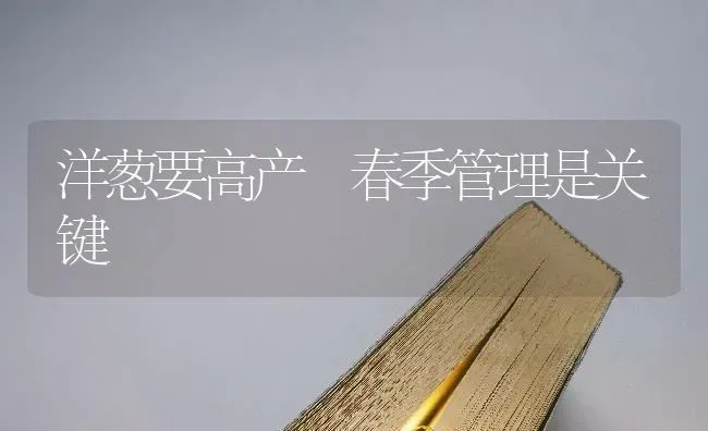 洋葱要高产　春季管理是关键 | 养殖技术大全