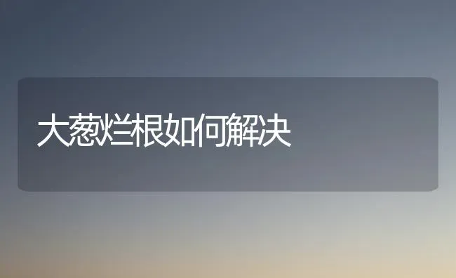 大葱烂根如何解决 | 养殖技术大全