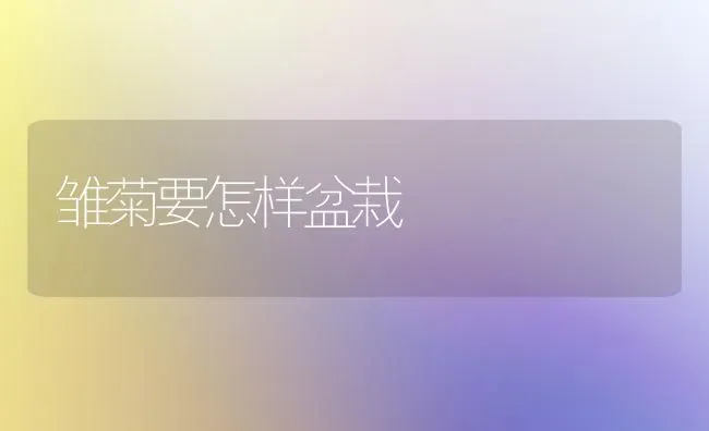 雏菊要怎样盆栽 | 养殖技术大全