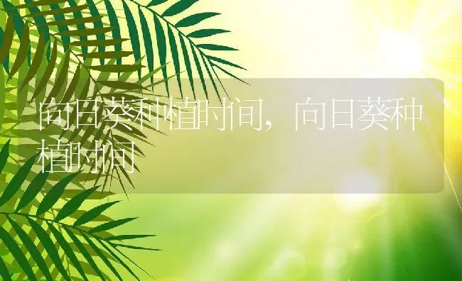 向日葵种植时间,向日葵种植时间 | 养殖科普