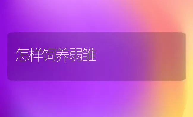 怎样饲养弱雏 | 养殖知识