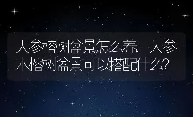 人参榕树盆景怎么养,人参木榕树盆景可以搭配什么？ | 养殖科普