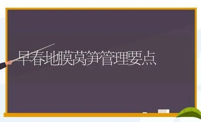 早春地膜莴笋管理要点 | 养殖技术大全