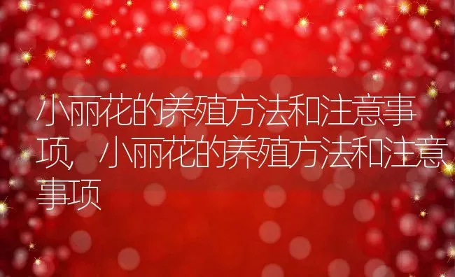 小丽花的养殖方法和注意事项,小丽花的养殖方法和注意事项 | 养殖科普
