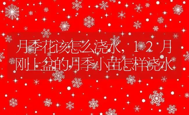 月季花该怎么浇水,12月刚上盆的月季小苗怎样浇水 | 养殖学堂