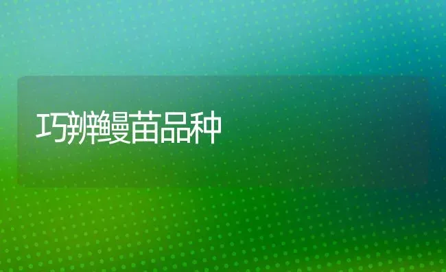 巧辨鳗苗品种 | 养殖技术大全