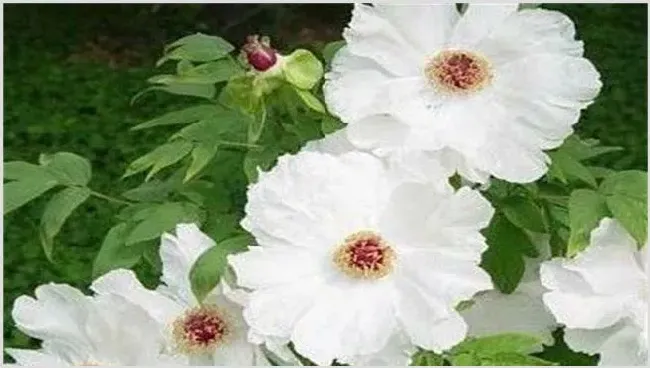 白芍田间管理技术 | 生活常识