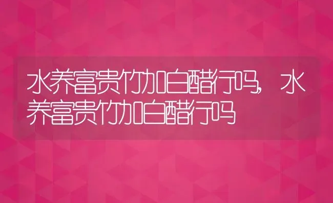 水养富贵竹加白醋行吗,水养富贵竹加白醋行吗 | 养殖科普