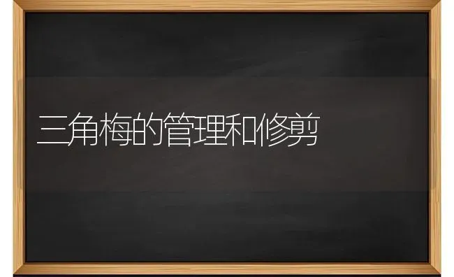 三角梅的管理和修剪 | 养殖技术大全