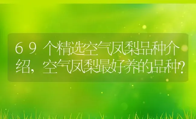 69个精选空气凤梨品种介绍,空气凤梨最好养的品种？ | 养殖科普