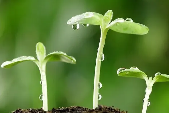 植物发芽的过程,一般种子种下多久发芽？