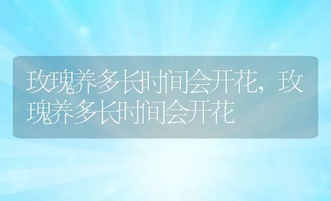 玫瑰养多长时间会开花,玫瑰养多长时间会开花 | 养殖科普