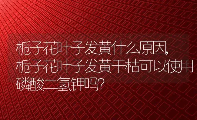 栀子花叶子发黄什么原因,栀子花叶子发黄干枯可以使用磷酸二氢钾吗？ | 养殖学堂