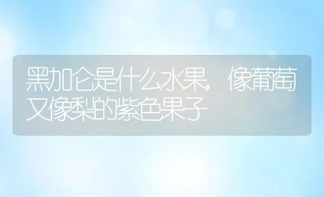 黑加仑是什么水果,像葡萄又像梨的紫色果子 | 养殖学堂