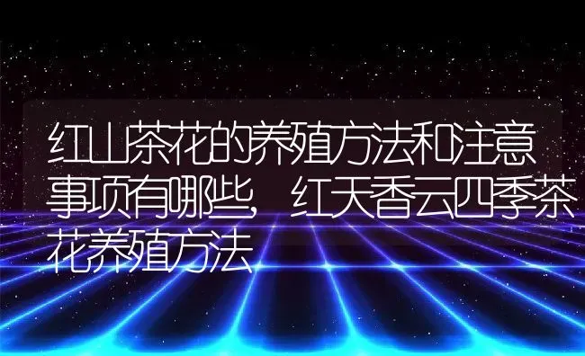 红山茶花的养殖方法和注意事项有哪些,红天香云四季茶花养殖方法 | 养殖科普