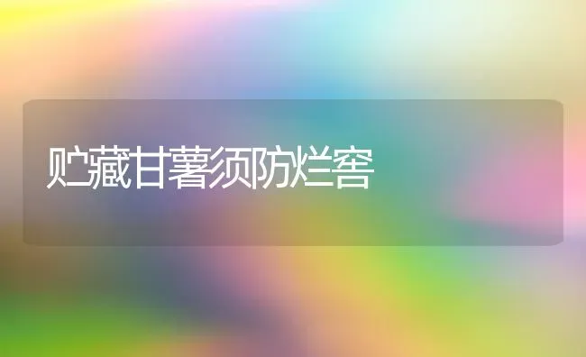 贮藏甘薯须防烂窖 | 养殖知识