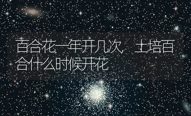百合花一年开几次,土培百合什么时候开花 | 养殖学堂