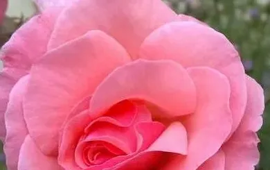 蒲公英在什么季节开放,各种花开放的时间？