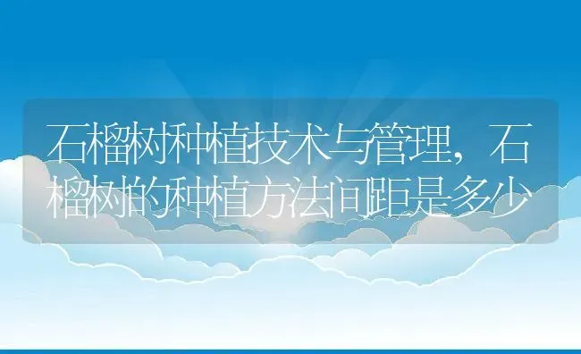 石榴树种植技术与管理,石榴树的种植方法间距是多少 | 养殖学堂