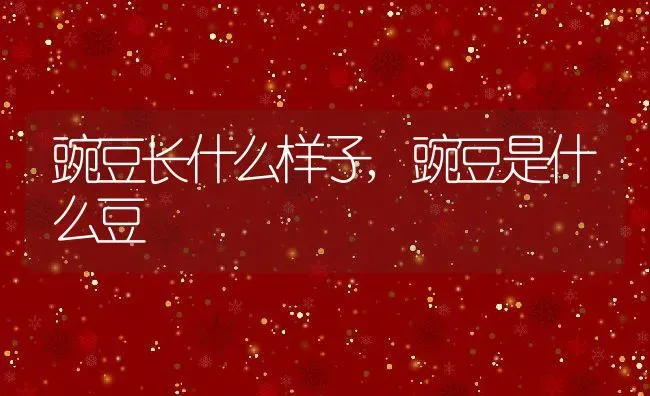 豌豆长什么样子,豌豆是什么豆 | 养殖学堂