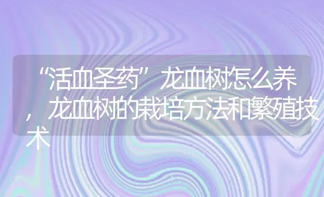 “活血圣药”龙血树怎么养,龙血树的栽培方法和繁殖技术 | 养殖学堂