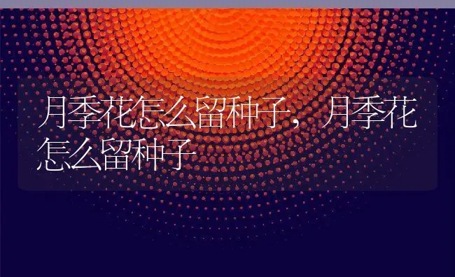 月季花怎么留种子,月季花怎么留种子 | 养殖科普