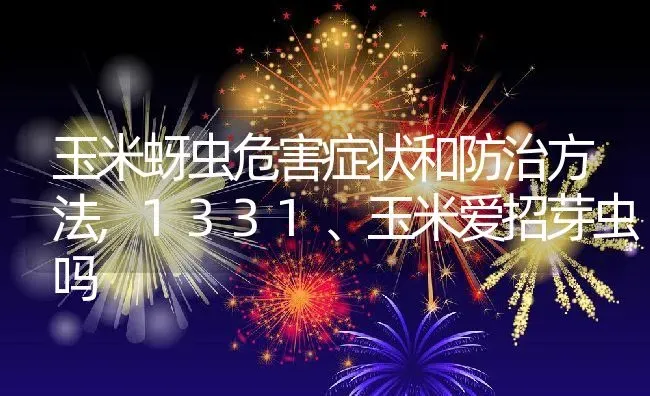 玉米蚜虫危害症状和防治方法,1331、玉米爱招芽虫吗 | 养殖学堂