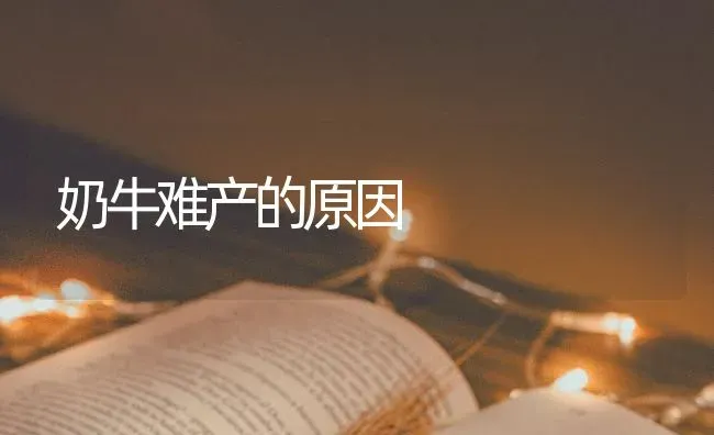 奶牛难产的原因 | 养殖技术大全