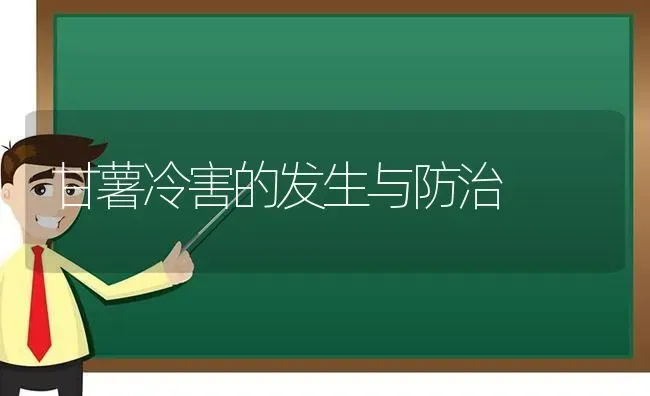 甘薯冷害的发生与防治 | 养殖知识