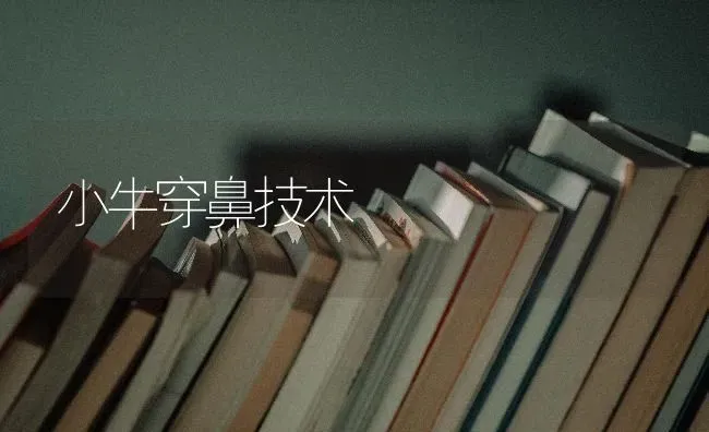 小牛穿鼻技术 | 养殖知识