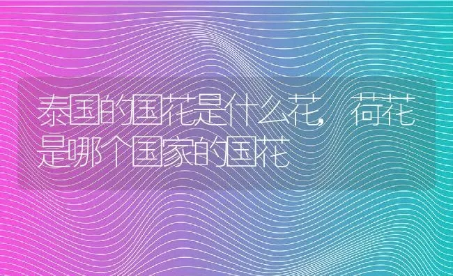 泰国的国花是什么花,荷花是哪个国家的国花 | 养殖学堂