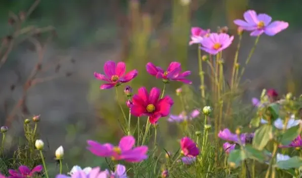 波斯菊有毒吗 | 生活常识