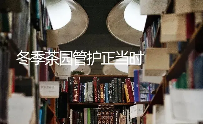 冬季茶园管护正当时 | 养殖技术大全