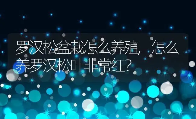 罗汉松盆栽怎么养殖,怎么养罗汉松叶非常红？ | 养殖科普