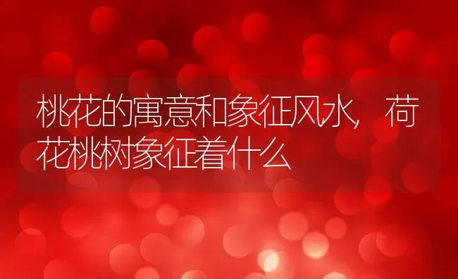 桃花的寓意和象征风水,荷花桃树象征着什么 | 养殖学堂