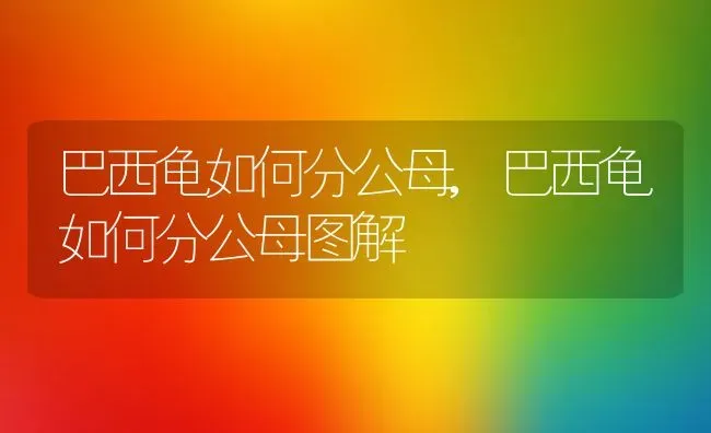 巴西龟如何分公母,巴西龟如何分公母图解 | 养殖资料